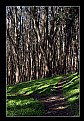 Picture Title - Eucalyptus Paths