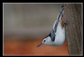 Picture Title - Nuthatch