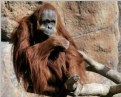 Picture Title - Orangutan