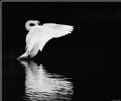 Picture Title - Swan's Benediction