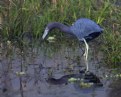 Picture Title - Little Blue Heron