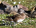 Picture Title - Wood Duck Female