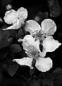 Picture Title - Dewberry Blossoms