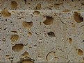 Picture Title - Cordova Shell Stone