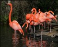 Picture Title - Beautiful American Flamingos