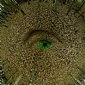 Picture Title - junle eye