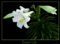 Picture Title - Easter Lily