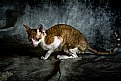 Picture Title - cat&rat