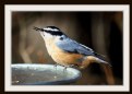 Picture Title - Red Breasted Nuthatch