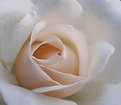 Picture Title - Soft Hearted Rose