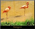 Picture Title - FLAMINGOES