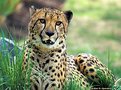 Picture Title - Cheetah  (s789)