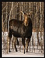 Picture Title - Moose Magic