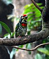 Picture Title - Woodpecker 2