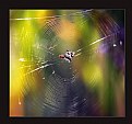 Picture Title - The Web