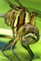 Picture Title - Smiling dragon-fly