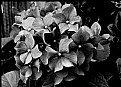 Picture Title - Hydrangea or Hortensia