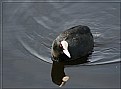 Picture Title - Moorhen