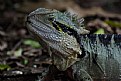 Picture Title - Water Dragon