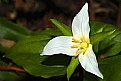 Picture Title - Trillium