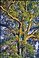 Picture Title - Dying Giant Oak: Autumn 2006