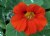 Nasturtium