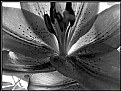 Picture Title - flower in b/w