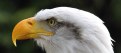 Picture Title - Bald eagle