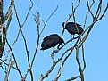 Picture Title - Urubu (afinal, também são filhos de deus)