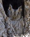 Picture Title - Eastern Screech-Owl