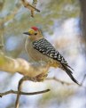 Picture Title - Golden-fronted Woodpecker