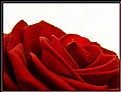 Picture Title - red rose