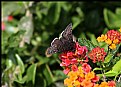 Picture Title - Butterfly On Lantana