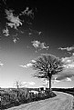 Picture Title - alberi e nuvole #6