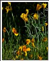 Picture Title - Poppies