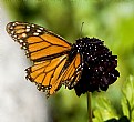 Picture Title - A Monarch Beauty