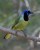 Green  Jay