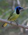 Picture Title - Green  Jay