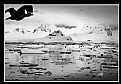 Picture Title - The Birds - Antarctica
