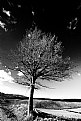 Picture Title - alberi e nuvole #9