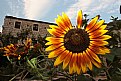 Picture Title - sunflowers