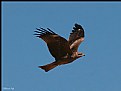 Picture Title - Black kite