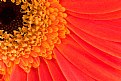 Picture Title - Red Flower
