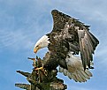 Picture Title - The Eagles are Landing