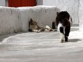 Picture Title - Santorini Minimal - Cats