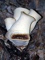 Picture Title - Dryads Saddle