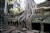 Ta Prohm