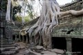 Picture Title - Ta Prohm