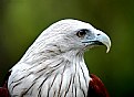 Picture Title - Eagle