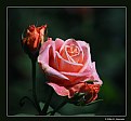Picture Title - Spring Rose (d2028)